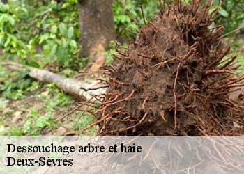 Dessouchage arbre et haie Deux-Sèvres 