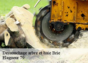 Dessouchage arbre et haie  brie-79100 Elagueur 79