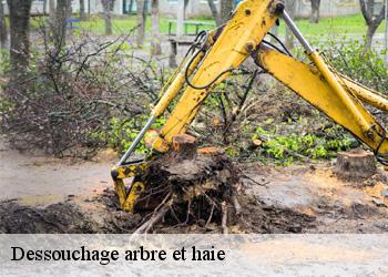 Dessouchage arbre et haie