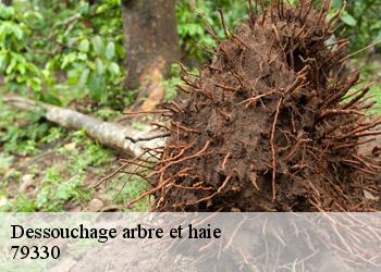 Dessouchage arbre et haie 79330