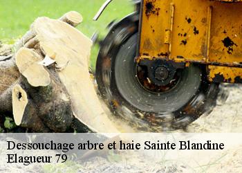 Dessouchage arbre et haie  sainte-blandine-79370 Elagueur 79